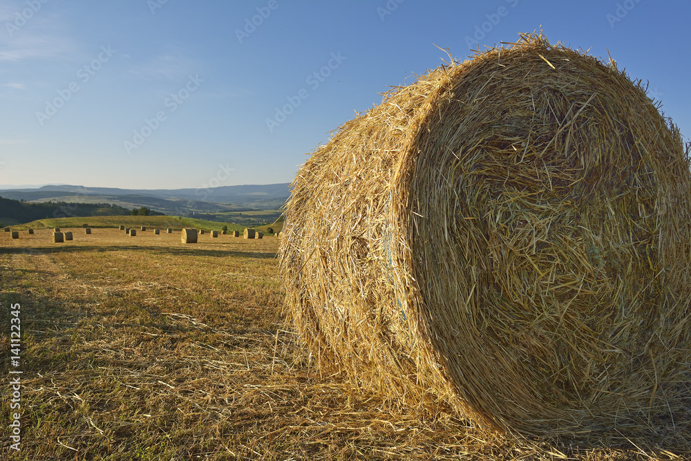 Scene with hay rolls on meadow. Scene with hay rolls on meadow.