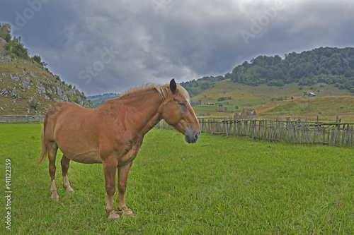 horse on a meadow