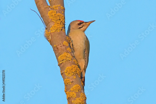 Gray headed woodpecker (Picus canus) on the tree photo