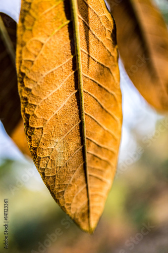 rostiges Blatt photo