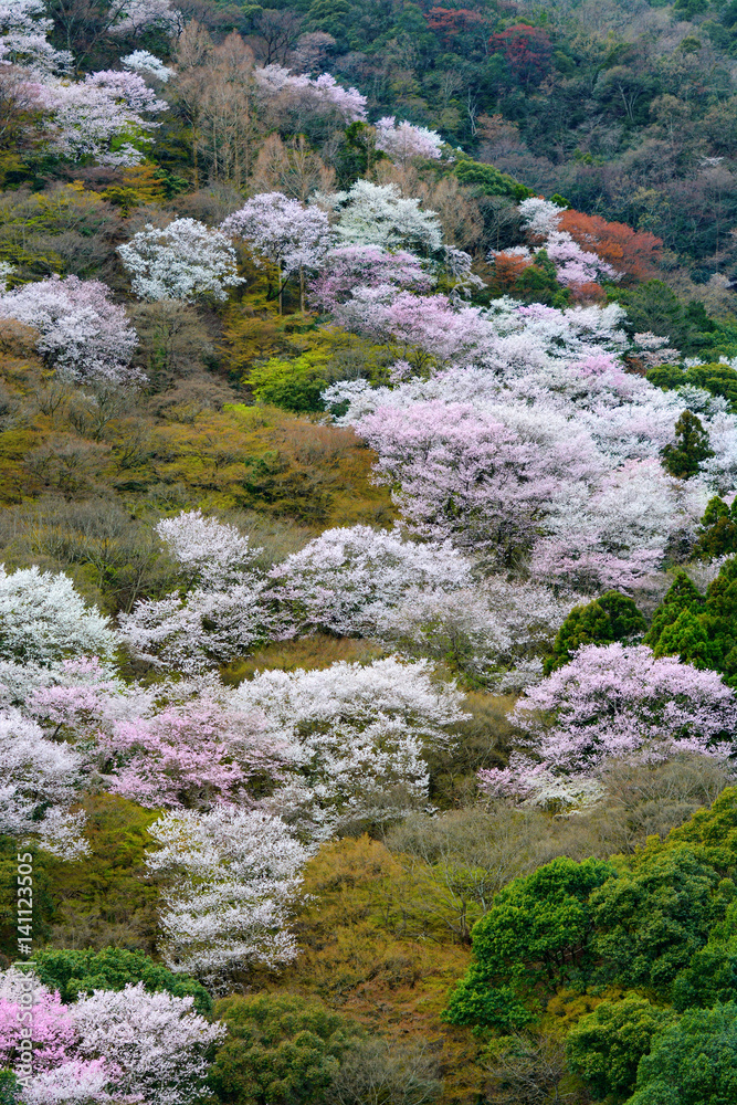 Wild mountain cherry tree blossoms during spring in the Arashiyama area of Kyoto, Japan Wild mountain cherry tree blossoms during spring in the Arashiyama area of Kyoto, Japan