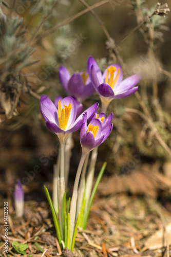 Lila Krokusse genie  en die Sonne