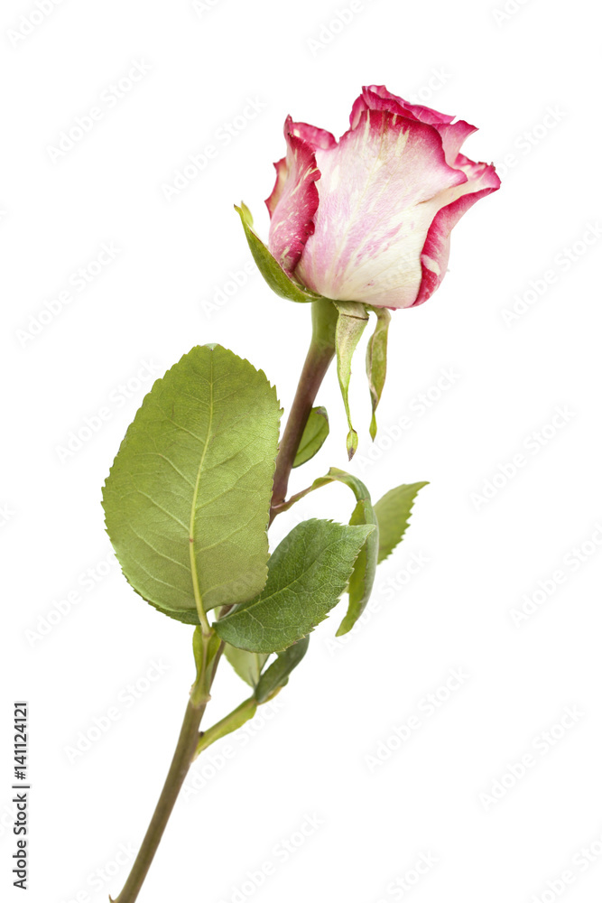 Fototapeta premium mottled green and magenta rose