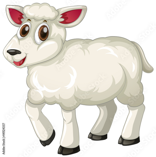 White lamb on white background
