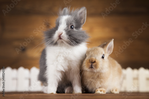 Rabbit, Bunny