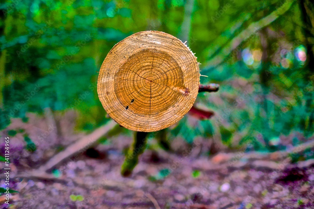 Fototapeta premium Rundungen im Wald