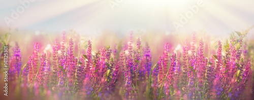 Beautiful meadow in spring - flowering purple flowers