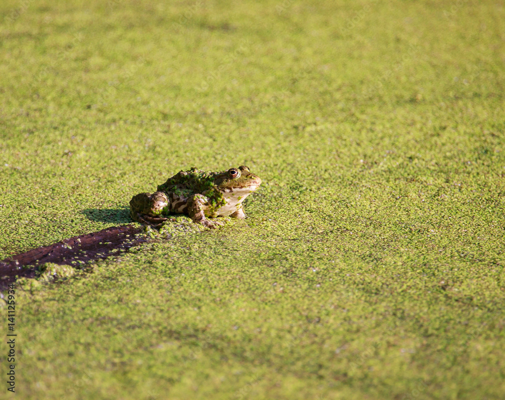 A Frog in the swamp with green duckweed A Frog in the swamp with green duckweed