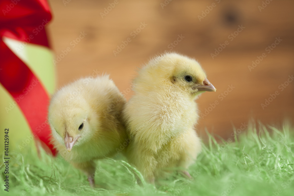 Chick, Easter background