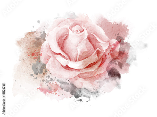 Abstract watercolor rose on white background. Watercolor painting illustration
