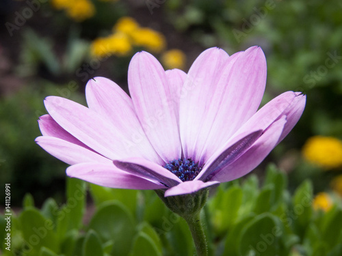 Pink flower