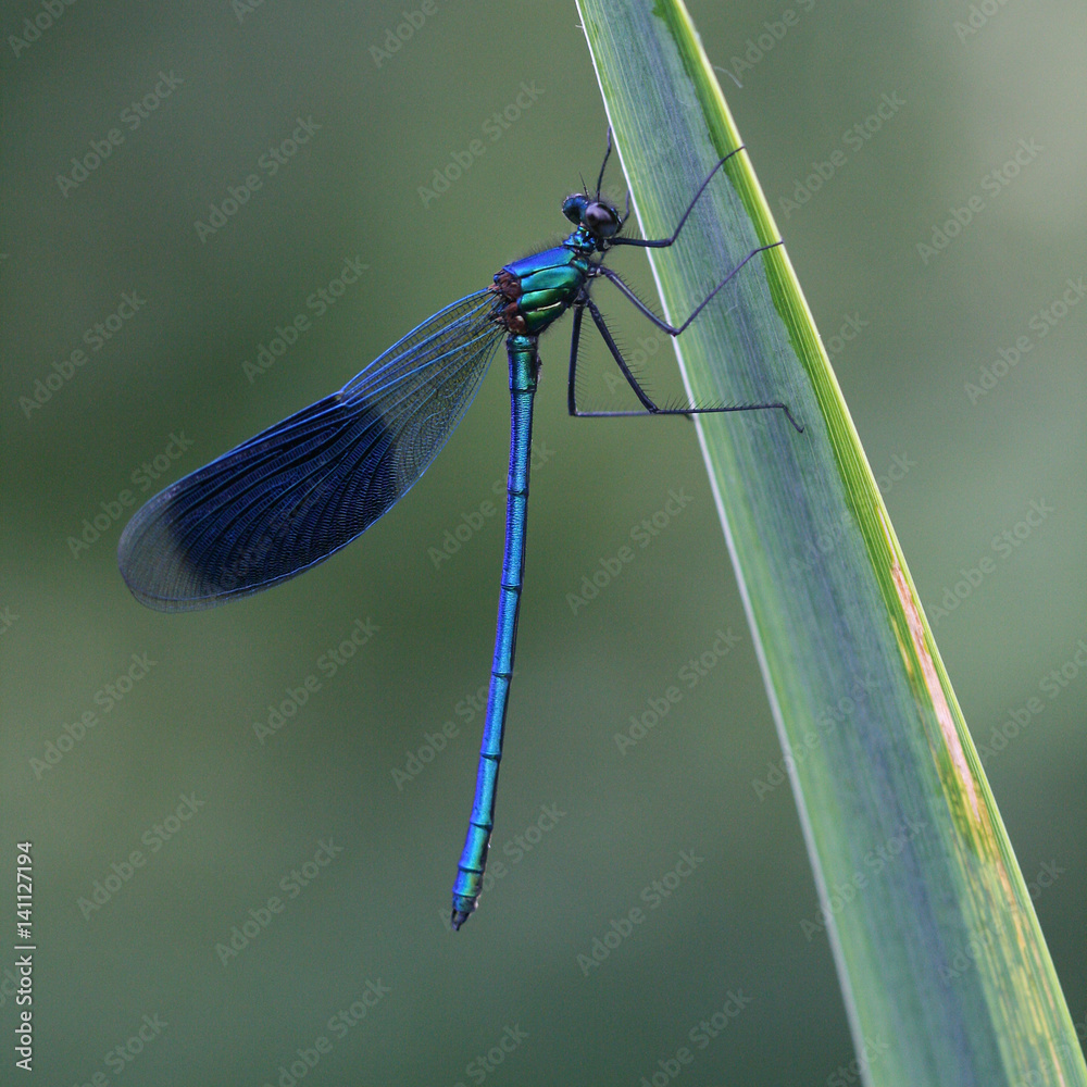 Damselfly Damselfly