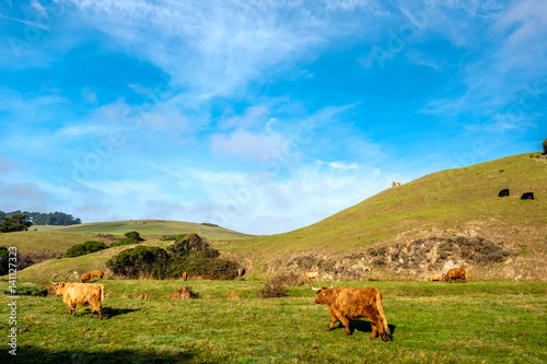 фотографія Highland cows on a field, California