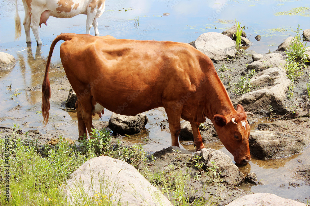 A cow near a river, drinking water, animal watering in the summer Stock
