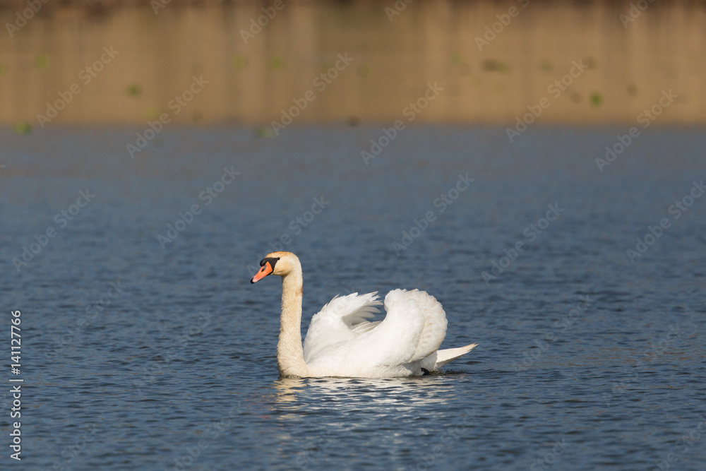 Side view portrait of natural mating mute swan (Cygnus olor)