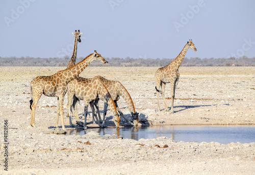 giraffes in Namibia