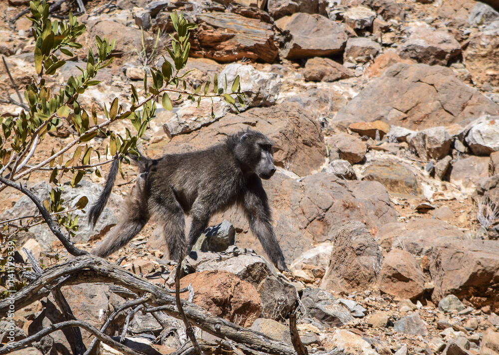 Obraz premium baboon in Namibia