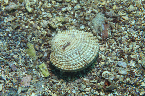 Warty venus clam