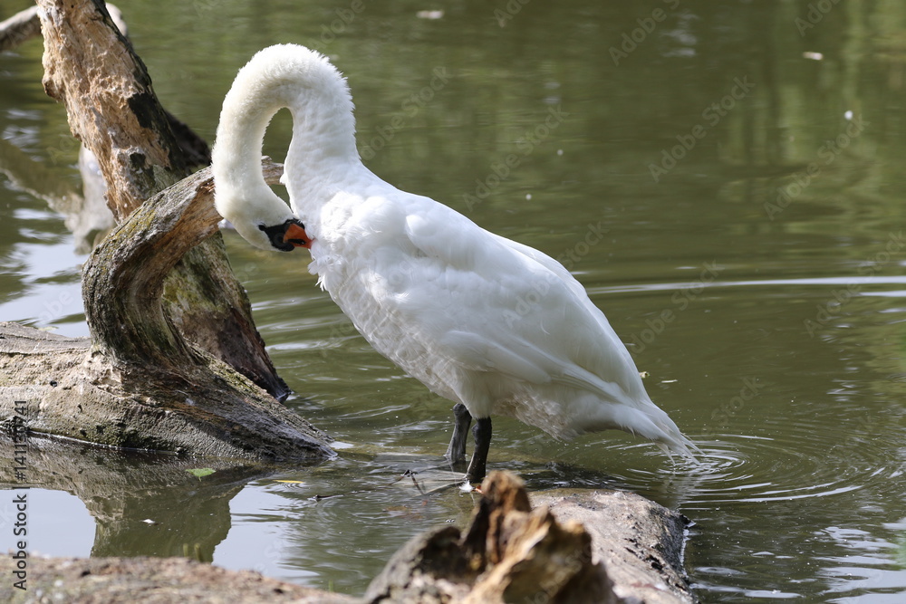 Fototapeta premium Schwan