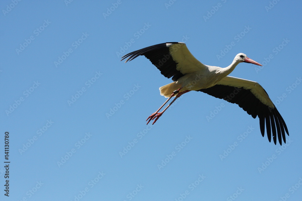 Fototapeta premium Storch
