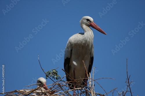 Storch mit Nachwuchs