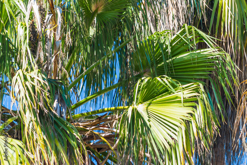 Californian palm trees