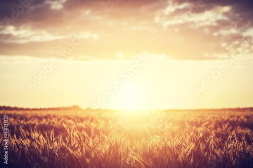 Field, countryside at sunset. Harvest time. Vintage