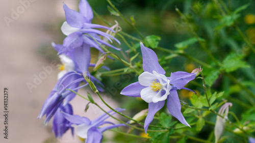 Aquilegia