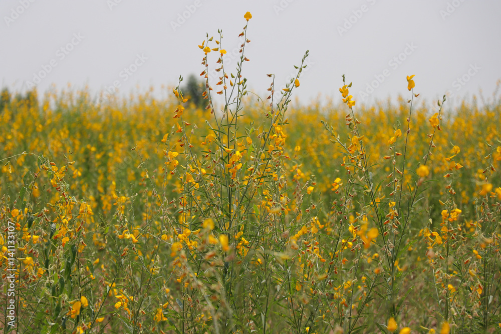 Sunhemp flowers background in the field