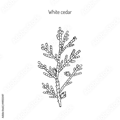 White cedar branch