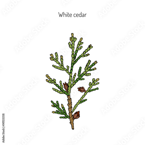 White cedar branch