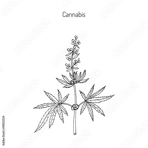 Hemp, Cannabis sativa