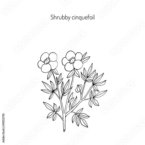 Shrubby cinquefoil plant