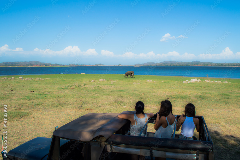 Fototapeta premium Safari Humans Spotting an Elephant at the Waterhole of Minneriya National Park in Sri Lanka
