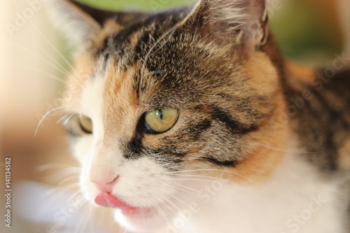 süsse Katze streckt die Zunge zur Nase