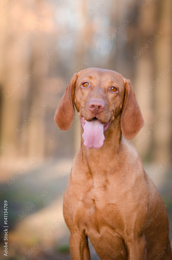 Hungarian hound dog in forrest in spring time Hungarian hound dog in forrest in spring time