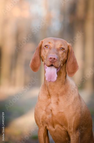 Hungarian hound dog in forrest in spring time