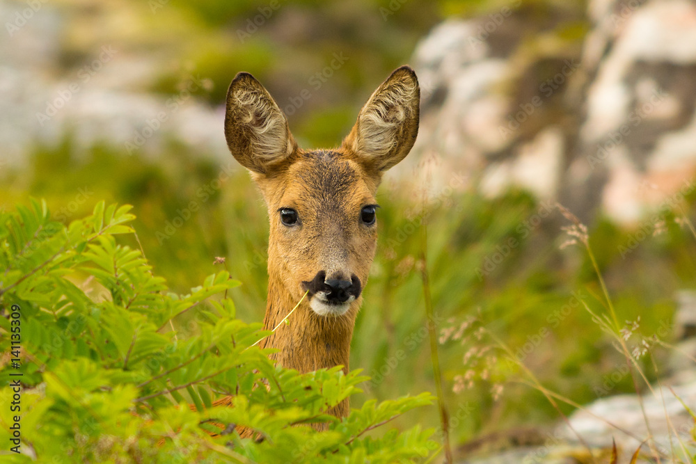 Roe deer with straw Roe deer with straw