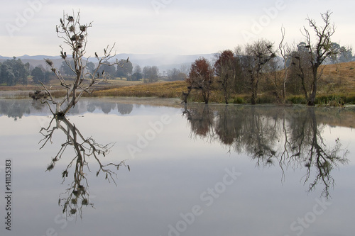 Birds in a tree reflected in calm early morning water of a lake near Underberg in the Drakensberg region of South Africa.