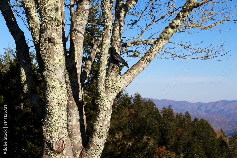 Obraz premium A black bird in the tree with the mountain range in the background.