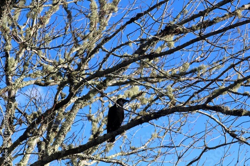 The black bird in the tree.