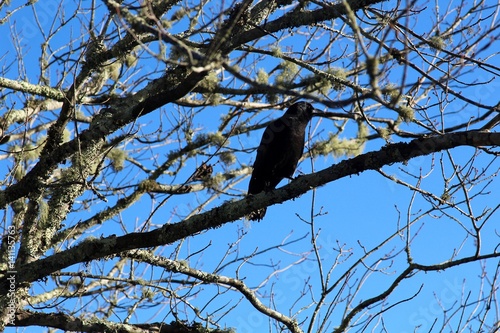 A black bird in the bare tree.
