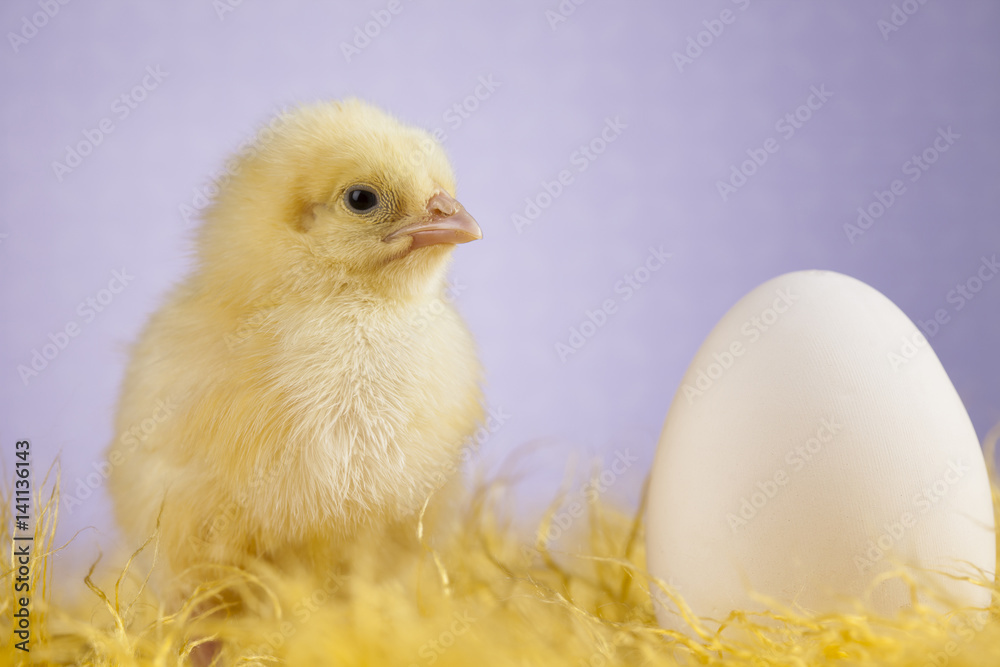 Easter young chick, Easter egg