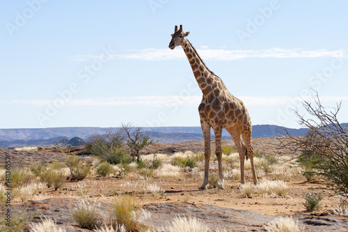 Fotografie, Tablou Giraffe at Augrabies Reserve in South Africa; sub-species adapted for the arid terrain