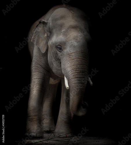Elefant © Eberhard