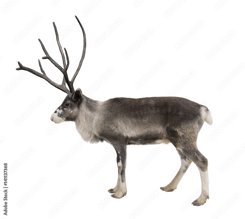 Fototapeta premium A young reindeer on a white background isolated