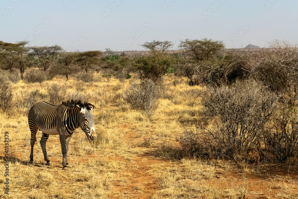 Naklejka premium Zebra Grace in savanna. Samburu, Kenya