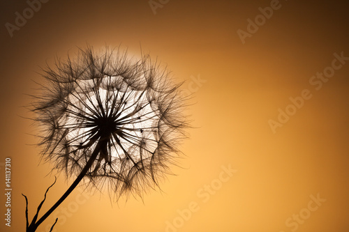 Fototapeta Naklejka Na Ścianę i Meble -  dandelion seeds on a sunset background