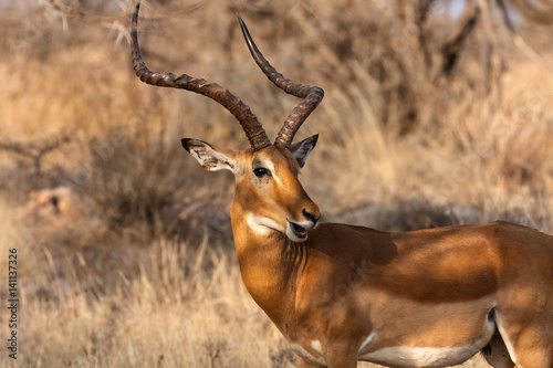 Portrait of impala male. Samburu, Kenya. Africa 