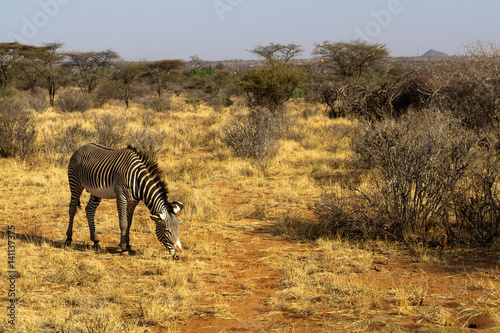 Zebra Grace on the pasture. Savanna of Samburu  Kenya